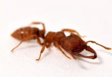 Research: Dracula ants possess fastest known animal appendage: The snap-jaw —