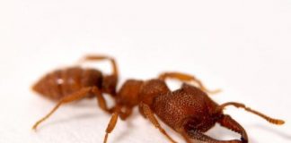 Research: Dracula ants possess fastest known animal appendage: The snap-jaw —