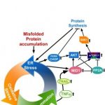 Study: Improved understanding of the pathology of dwarfism may lead to new treatment targets — (Details)