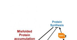 Study: Improved understanding of the pathology of dwarfism may lead to new treatment targets — (Details)