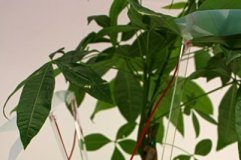 Tech: How plants can generate electricity to power LED light bulbs — (Report)