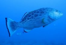 Research: New technique to identify groupers by their sounds —