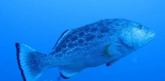 Research: New technique to identify groupers by their sounds —