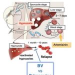 Study: a drug discovery approach — (Details)