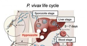 Study: a drug discovery approach — (Details)