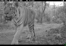 Research: Thousands of images collected from the US, India, Mexico and Kenya showed 83 mammal species, including 12 threatened or endangered —