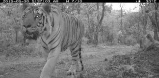 Research: Thousands of images collected from the US, India, Mexico and Kenya showed 83 mammal species, including 12 threatened or endangered —