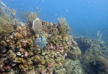 Research: Coral larvae use sound to find a home on the reef —