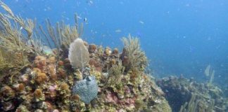Research: Coral larvae use sound to find a home on the reef —