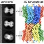 Study: Unlocking the secrets of how cells communicate offers insights into treating diseases — (Details)