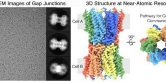 Study: Unlocking the secrets of how cells communicate offers insights into treating diseases — (Details)