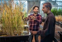 Research: Rice plants that grow as clones from seed —