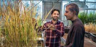 Research: Rice plants that grow as clones from seed —