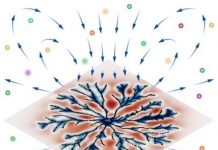 Research: Flows that help bacteria feed and organize biofilms —