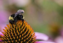 Tech: First sensor package that can ride aboard bees — (Report)