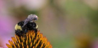 Tech: First sensor package that can ride aboard bees — (Report)