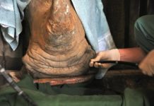 Research: Lung lavage as new test method improves tuberculosis diagnosis in rhinoceros —