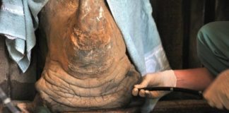 Research: Lung lavage as new test method improves tuberculosis diagnosis in rhinoceros —