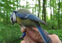 Research: More ‘heatwave’ summers will affect animals —