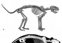 Research: New fossil finds provide insight into biology and behavior of this ancient apex predator —