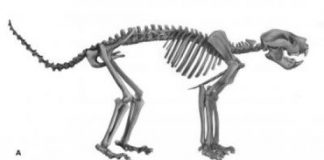 Research: New fossil finds provide insight into biology and behavior of this ancient apex predator —