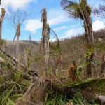 Study: Tree species and stream and forest nutrients altered, with ecosystem-wide consequences — (Details)
