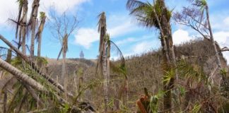 Study: Tree species and stream and forest nutrients altered, with ecosystem-wide consequences — (Details)