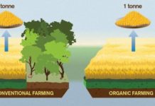 Research: Organic food worse for the climate —