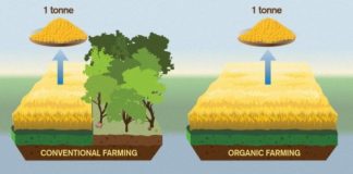 Research: Organic food worse for the climate —