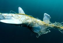 Research: Fifty years of decline in Queensland’s coastal sharks —
