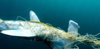 Research: Fifty years of decline in Queensland’s coastal sharks —