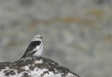 Research: Mountain birds declining in Europe —