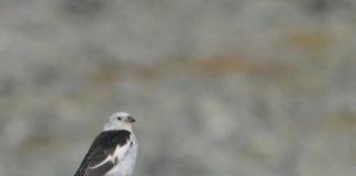 Research: Mountain birds declining in Europe —