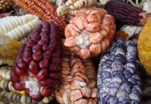 Research: Scientists overhaul corn domestication story with multidisciplinary analysis —