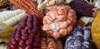 Research: Scientists overhaul corn domestication story with multidisciplinary analysis —