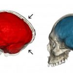 Study: Neanderthal genes give clues to human brain evolution — (Details)