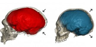 Study: Neanderthal genes give clues to human brain evolution — (Details)