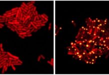 Research: How cross-kingdom communication led to a breakthrough phage therapy —