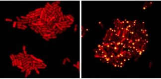 Research: How cross-kingdom communication led to a breakthrough phage therapy —