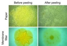 Research: Peeling off slimy biofilms like old stickers —
