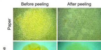 Research: Peeling off slimy biofilms like old stickers —