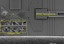 Tech: Collagen nanofibrils in mammalian tissues get stronger with exercise — (Report)