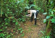 Research: Plants’ defense against insects is a bouquet —