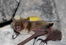 Research: Unpredictable food sources drive some bats to cooperatively search for food —