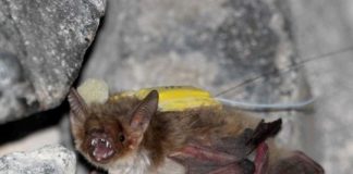 Research: Unpredictable food sources drive some bats to cooperatively search for food —