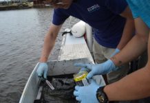 Research: Levels can greatly exceed those in water, with potential health risks —