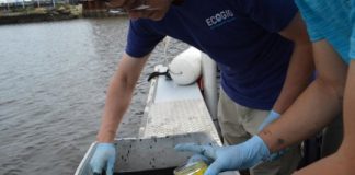 Research: Levels can greatly exceed those in water, with potential health risks —