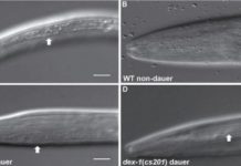 Research: Protein involved in nematode stress response identified —