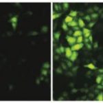 Study: Drug that mimics function of protein could one day become an effective therapy to fight Ebola virus — (Details)