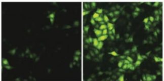 Study: Drug that mimics function of protein could one day become an effective therapy to fight Ebola virus — (Details)